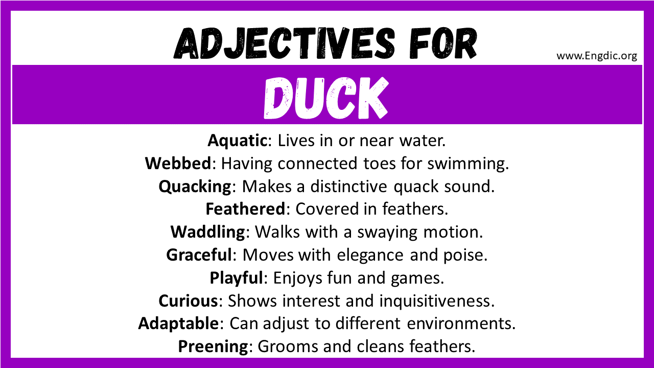 Adjectives for Duck