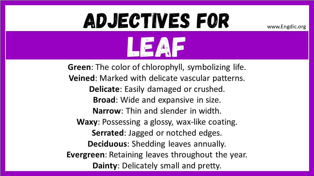 Adjectives for Leaf