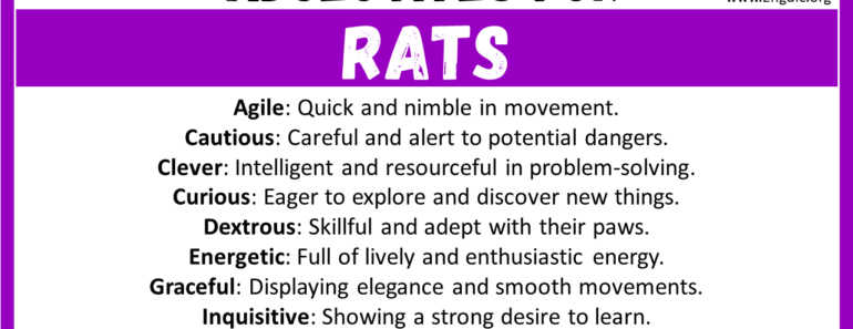 20+ Best Words to Describe Rats, Adjectives for Rats