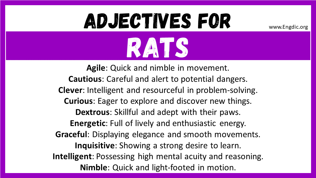 Adjectives for Rats