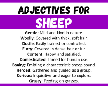 20+ Best Words to Describe Sheep, Adjectives for Sheep