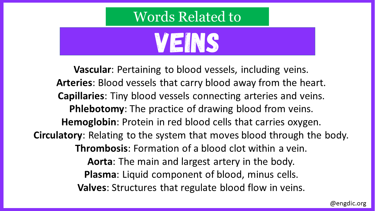 Words Related to Veins