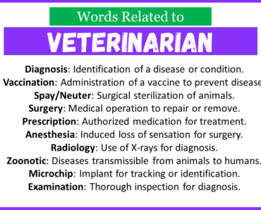 Top 30 Words Related to Veterinarian
