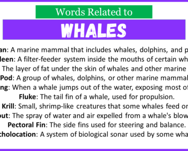 Top 30 Words Related to Whales