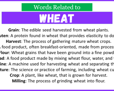 Top 30 Words Related to Wheat