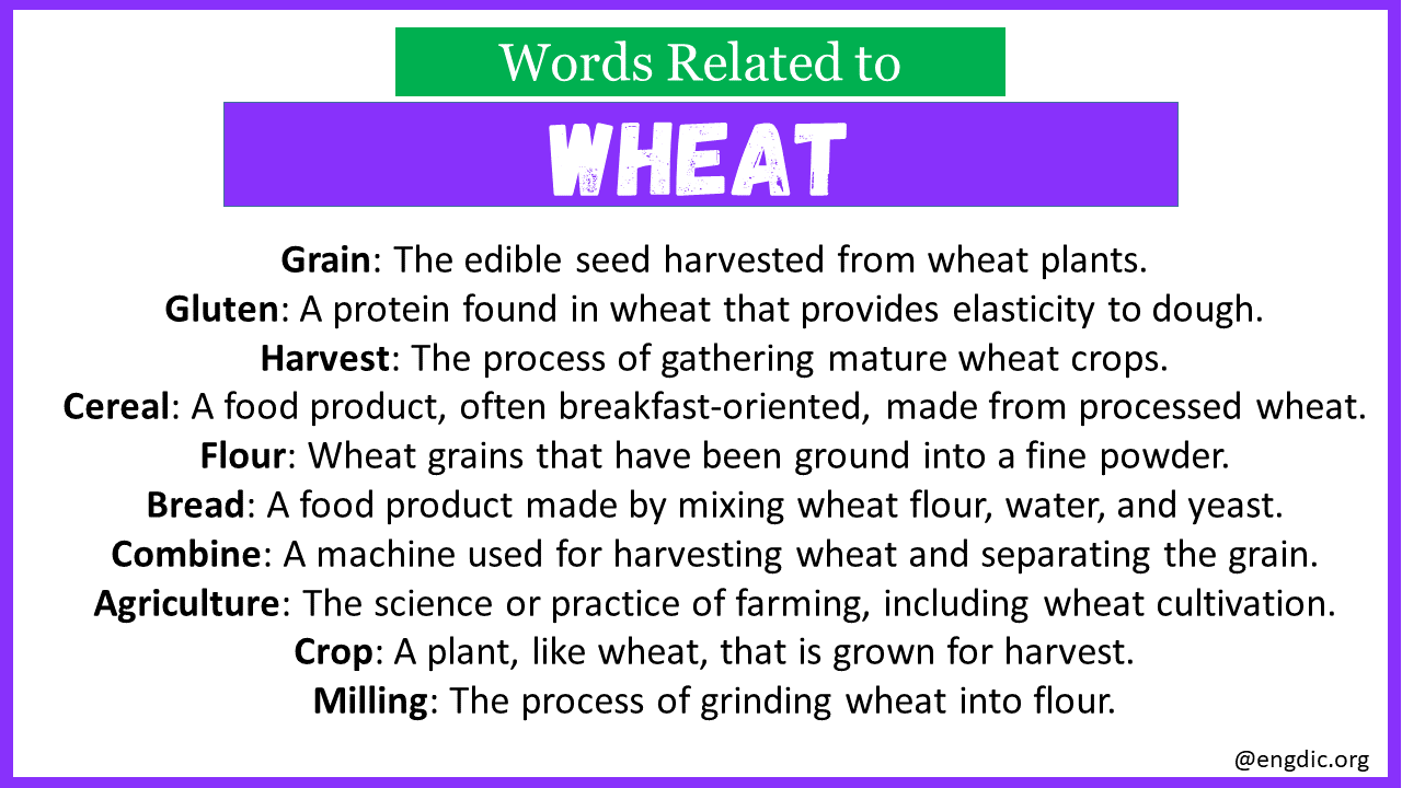 Words Related to Wheat