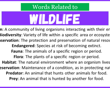 Top 30 Words Related to Wildlife