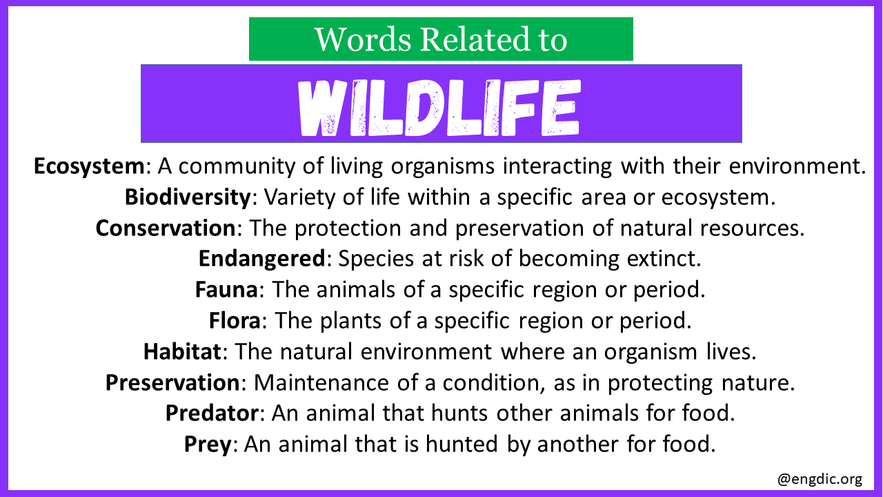 Words Related to Wildlife