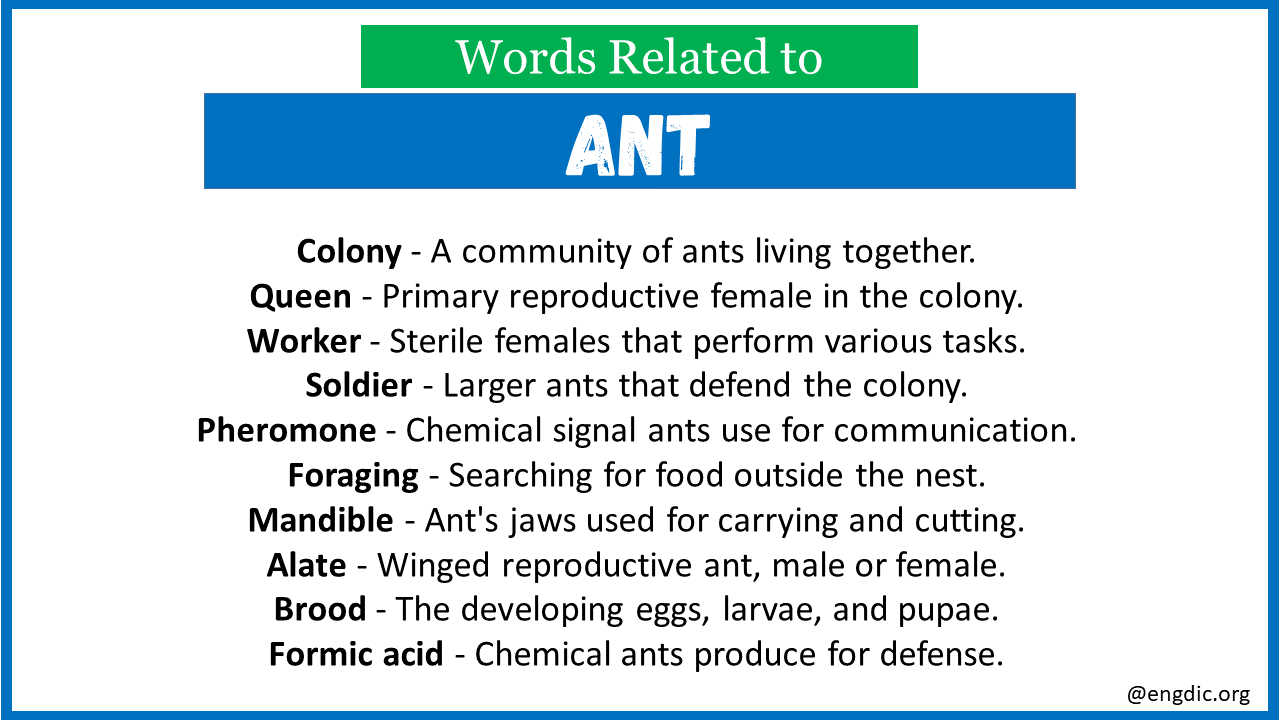 words related to ant