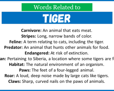 Top 30 Words Related to Tiger