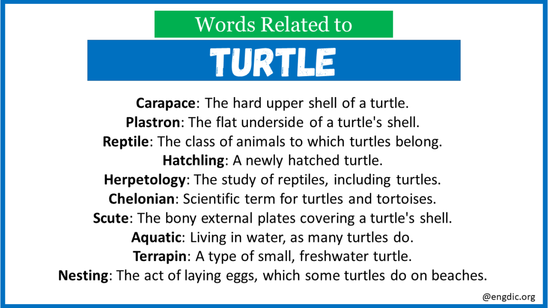 Top 30 Words Related to Turtle - EngDic