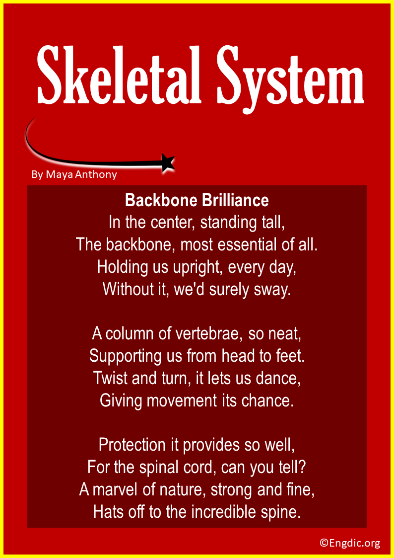 Short Poems about the Skeletal System