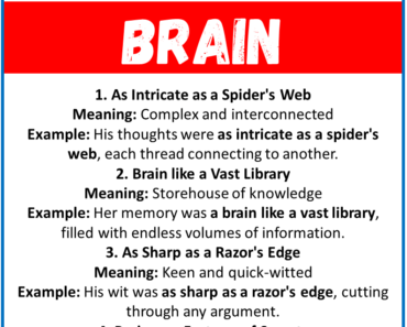 20 Best Similes for Brain (With Meanings & Examples)