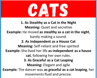 20 Best Similes for Cats (With Meanings & Examples)